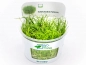 Preview: Zwergnadelsimse - Eleocharis pusilla in vitro